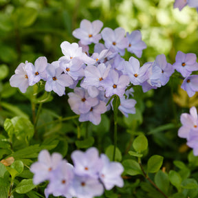 Ausläufer Flammenblume 'Blue Ridge' - Willemse