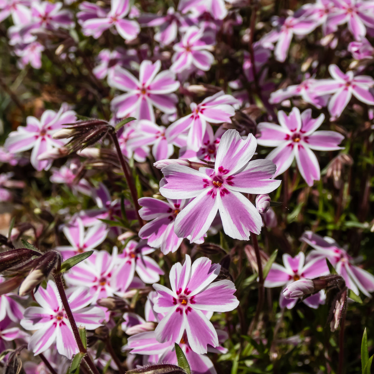 Phlox - Teppich-Flammenblume 'Candy Stripes' - Phlox subulata Candy Stripes