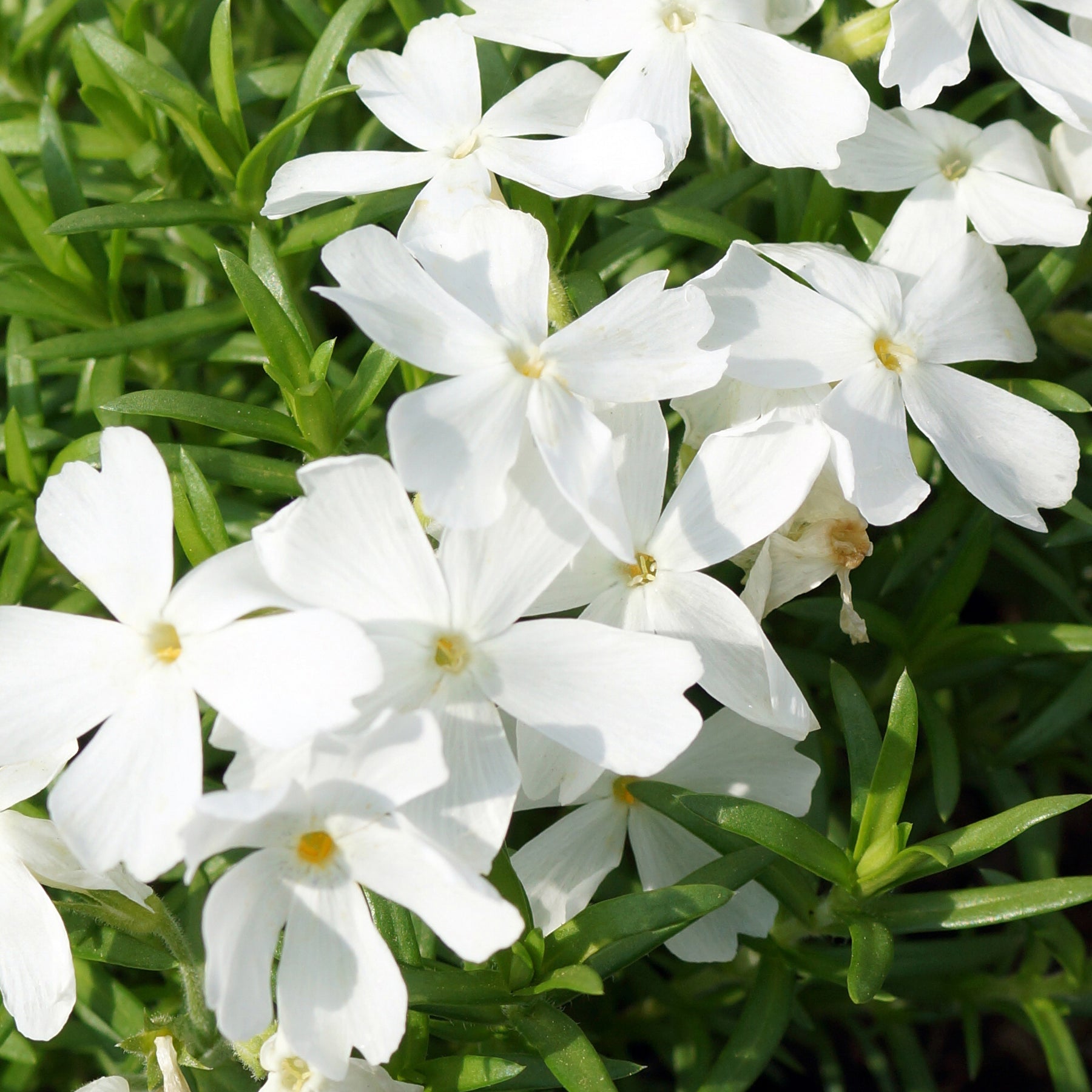 Polster-Phlox ‘White Delight’ - Phlox subulata White Delight - Willemse