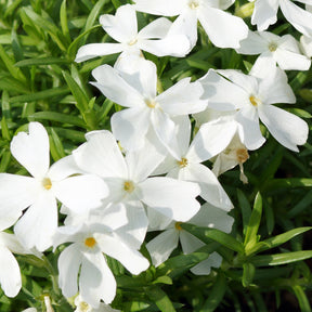 Polster-Phlox ‘White Delight’ - Phlox subulata White Delight - Willemse