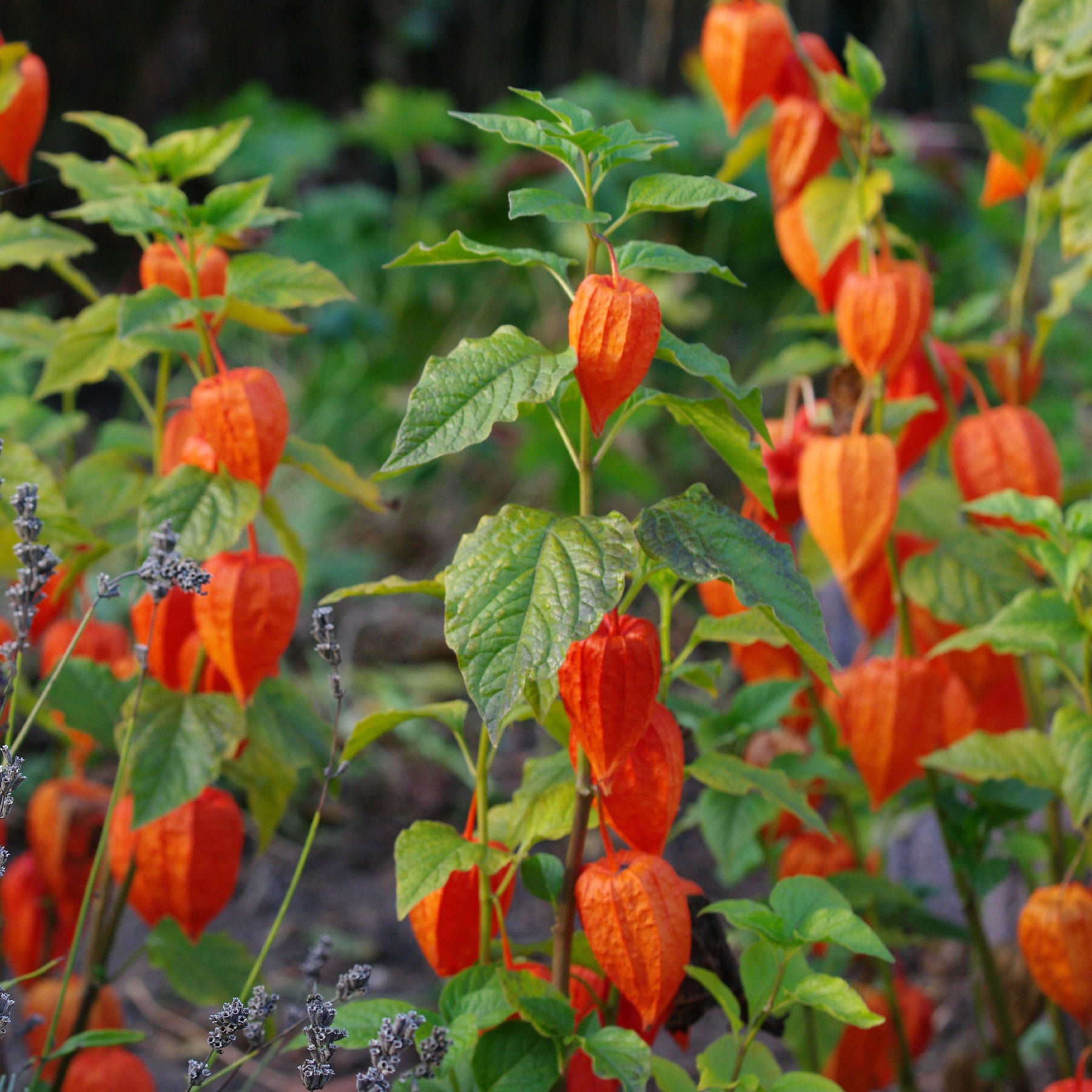 Lampionblume Gigantea - Physalis franchetii gigantea (alkekengi) - Willemse
