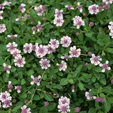 Kriechende Teppichverbene - Phyla nodiflora - Willemse