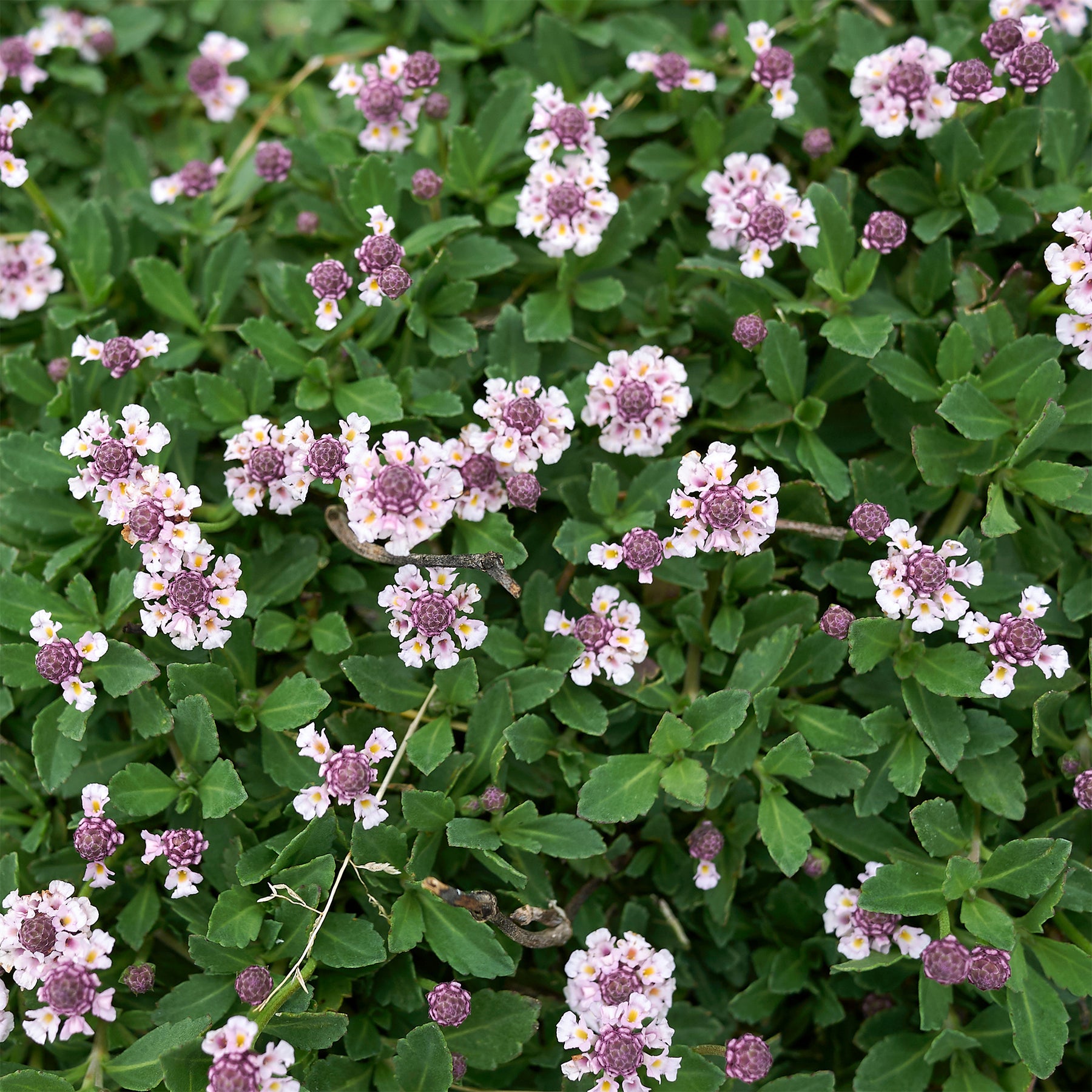 Kriechende Teppichverbene - Phyla nodiflora - Willemse