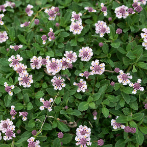 Kriechende Teppichverbene - Phyla nodiflora - Willemse
