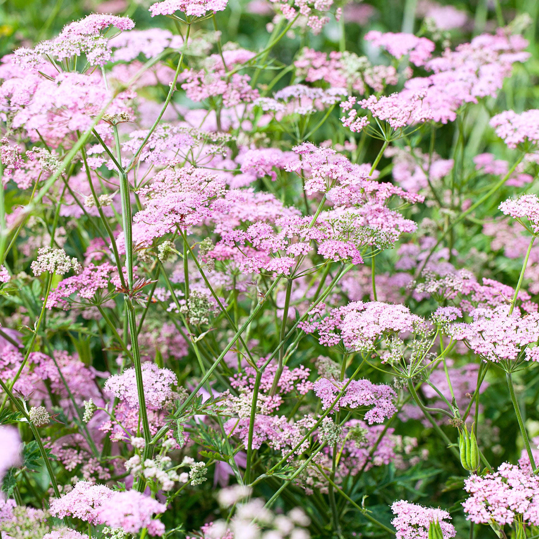 Große Bibernelle ‘Rosea’ - Pimpinella major rosea - Willemse