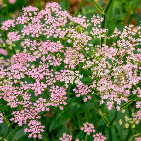 Große Bibernelle ‘Rosea’ - Willemse