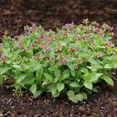 Offizielles Lungenkraut - Pulmonaria officinalis - Willemse