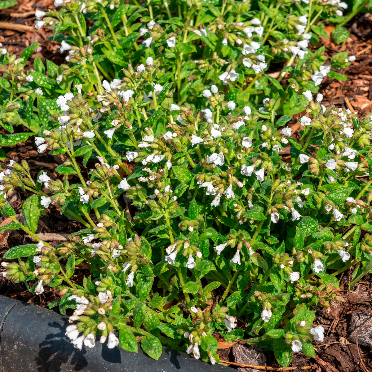 Kleingeflecktes Lungenkraut Sissinghurst White - Willemse