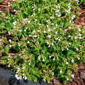 Kleingeflecktes Lungenkraut Sissinghurst White - Willemse