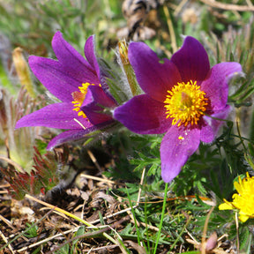 Gewöhnliche Kuhschelle - Pulsatilla vulgaris - Willemse