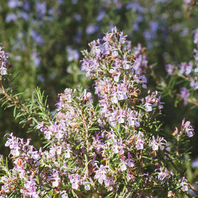 Rosmarinus officinalis majorca pink - Rosmarin Majorca Pink - Balkonblumen