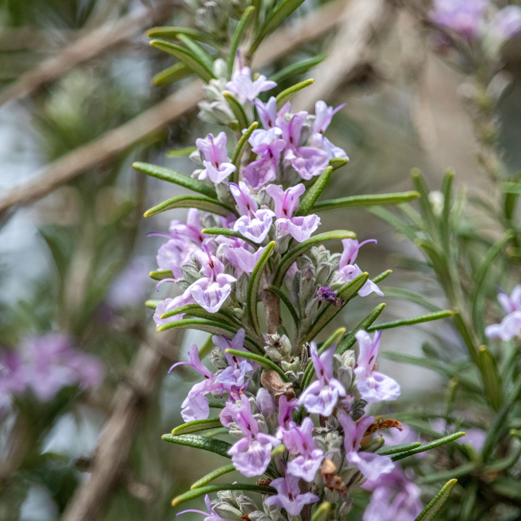 Rosmarin Majorca Pink - Willemse