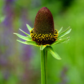 Westlicher Sonnenhut 'Green Wizard' - Rudbeckia occidentalis Green Wizard - Willemse