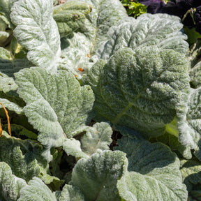 Verkauf Silber Salbei - Salvia argentea