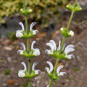 Salbei - Silber Salbei - Salvia argentea