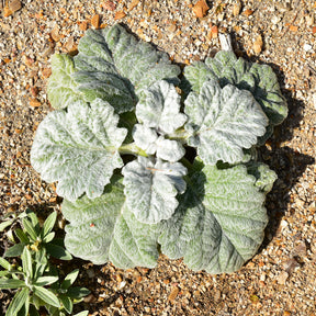 Salvia argentea - Silber Salbei - Salbei