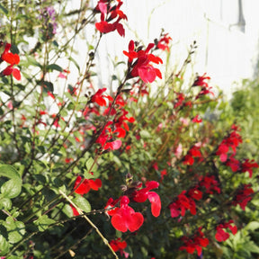 Pfirsichsalbei Royal Bumble - Salvia royal bumble - Willemse