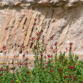 Salvia royal bumble - Pfirsichsalbei Royal Bumble - Salbei