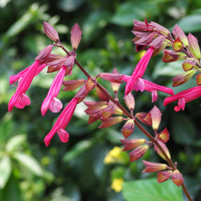 Salvia Wendy's Wish - Salbei Wendys Wish - Salbei