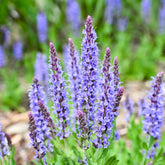 Salvia nemorosa blauhügel - Waldsalbei Blauhügel - Salbei