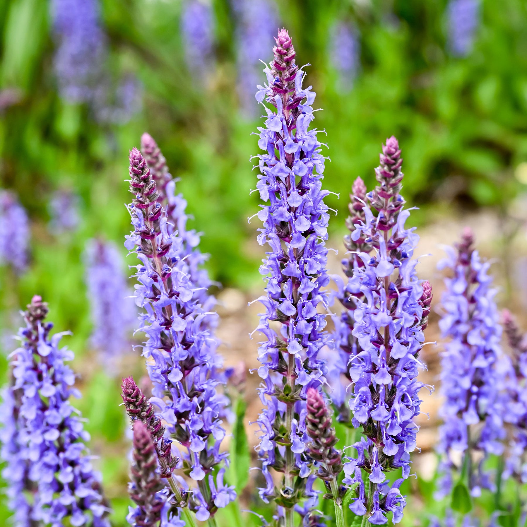 Waldsalbei Blauhügel - Willemse