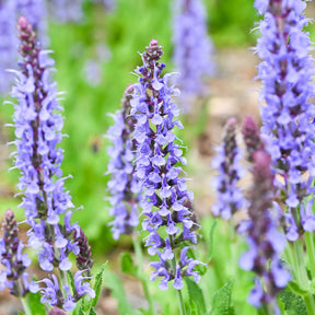 Waldsalbei Blauhügel - Salvia nemorosa blauhügel - Willemse