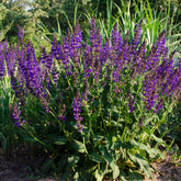 Wald-Salbei Mainacht - Willemse