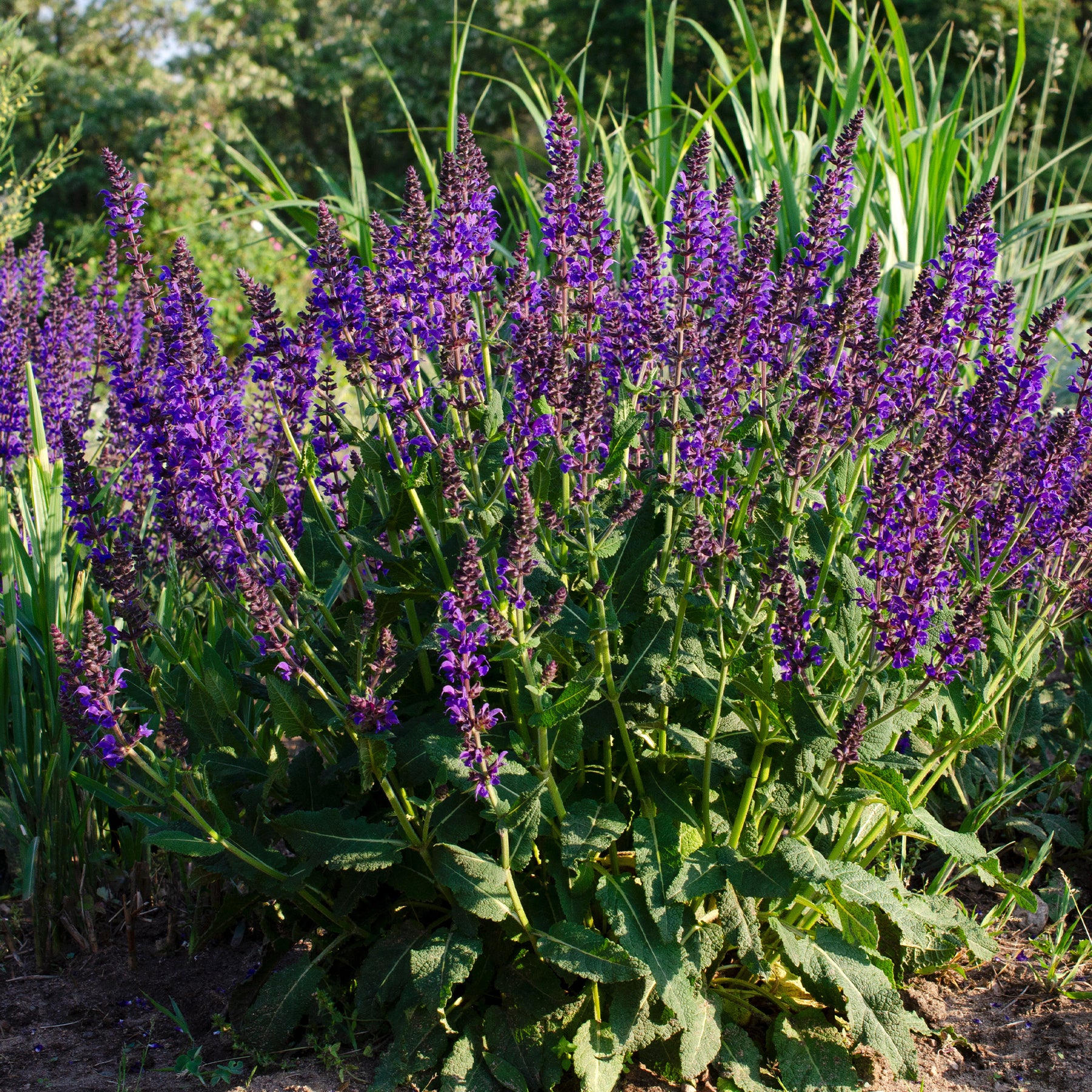 Wald-Salbei Mainacht - Willemse
