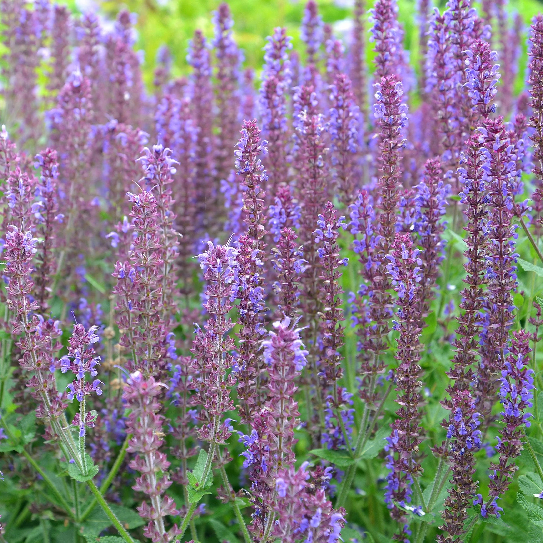 Blühende Stauden - 5 Stauden für ein blühendes Beet - 