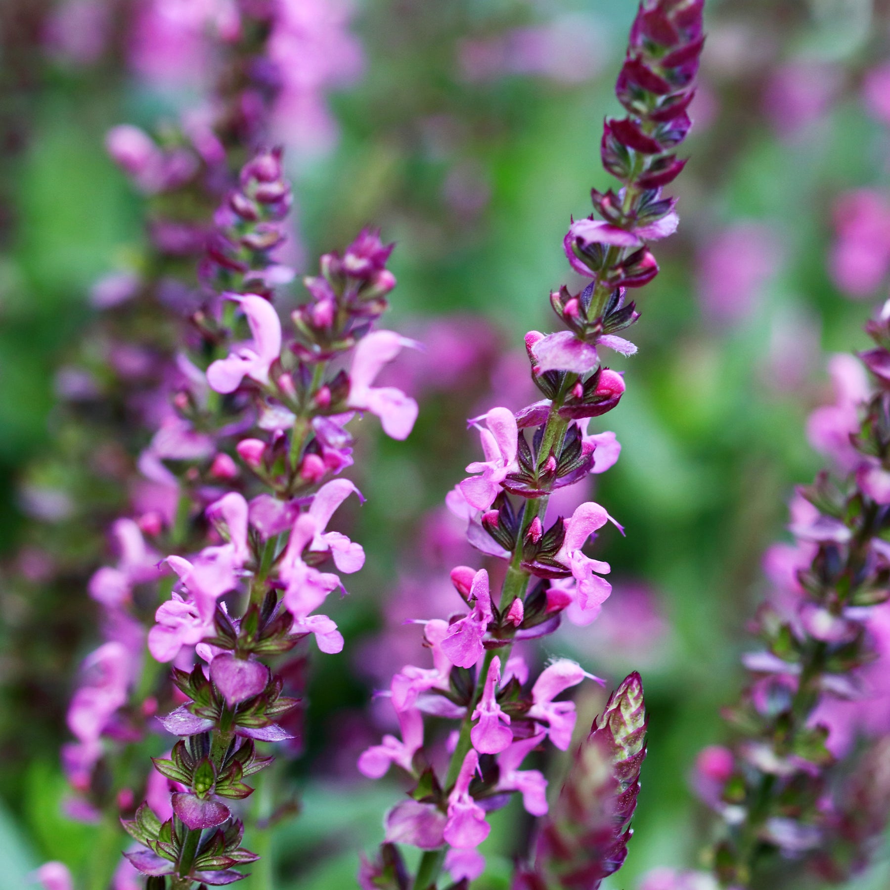 Salbei - Wald-Salbei Rose Queen - Salvia nemorosa rose queen (rosakönigin)