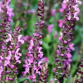 Wald-Salbei Rose Queen - Salvia nemorosa rose queen (rosakönigin) - Willemse