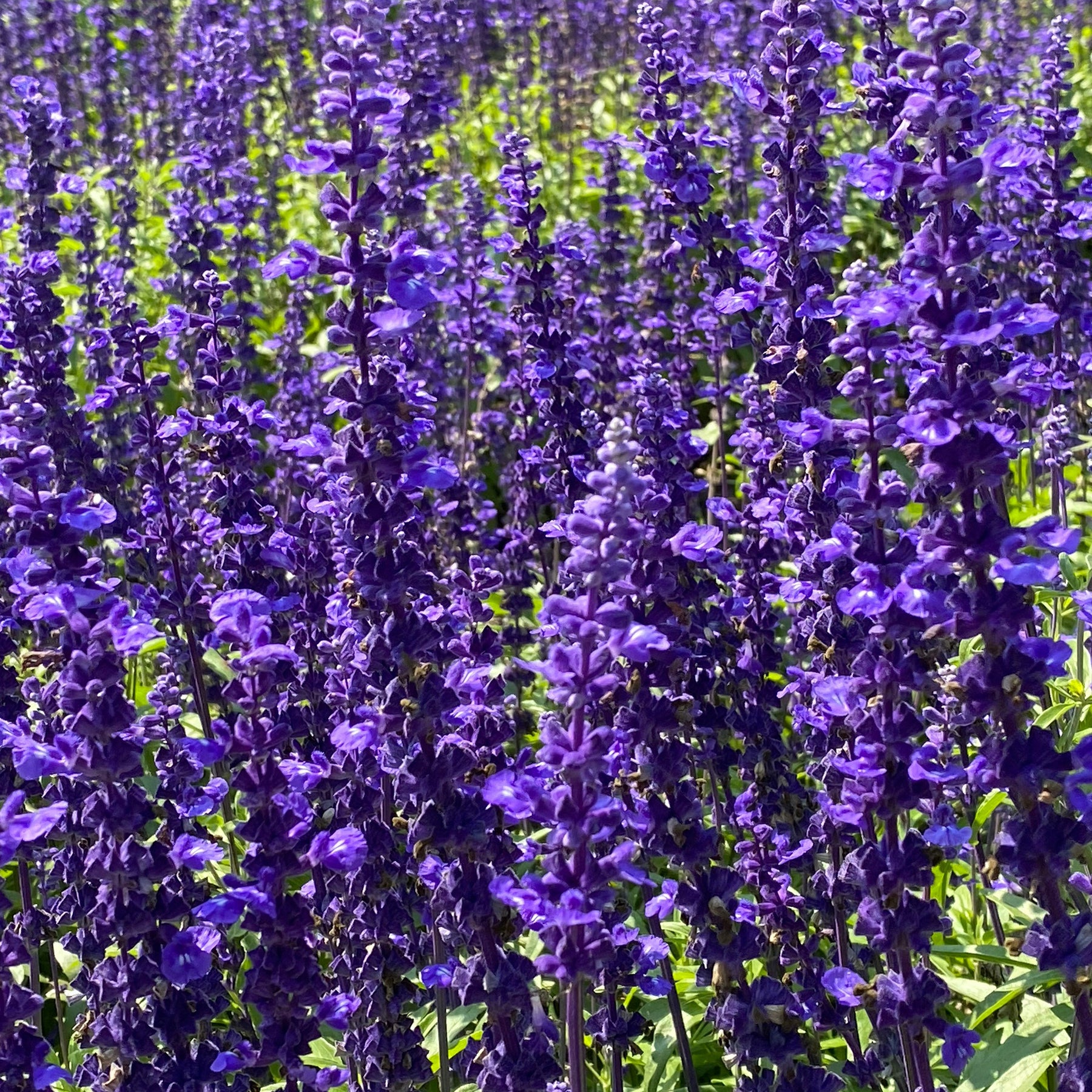 Wald-Salbei Viola Klose - Willemse