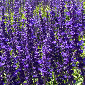 Wald-Salbei Viola Klose - Willemse
