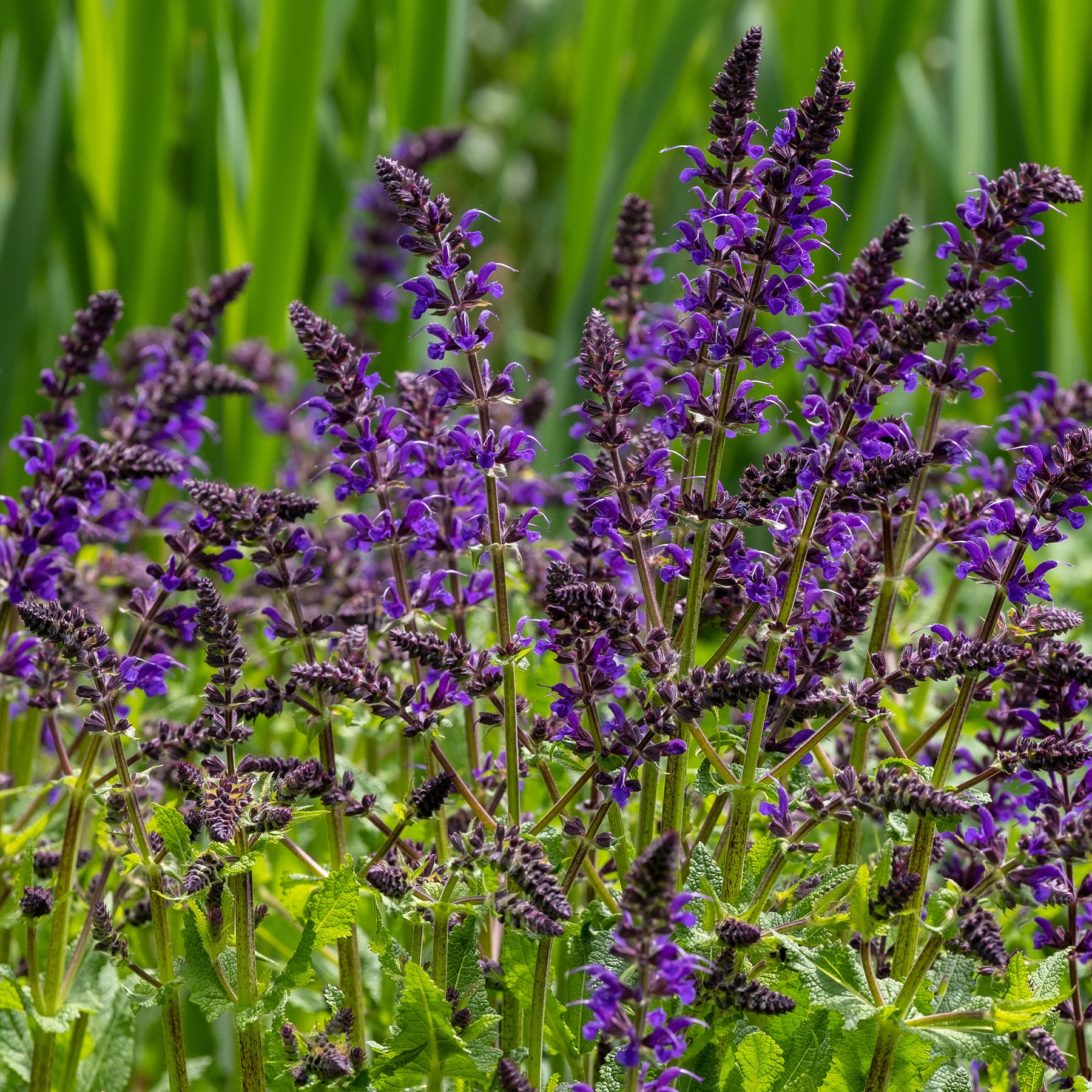 Wald-Salbei Viola Klose - Salvia nemorosa Viola Klose - Willemse