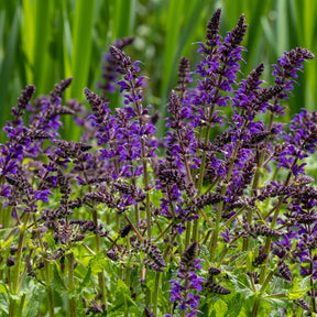 Wald-Salbei Viola Klose - Salvia nemorosa Viola Klose - Willemse