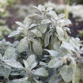 Salvia officinalis Berggarten - Salvia officinalis berggarten - Willemse