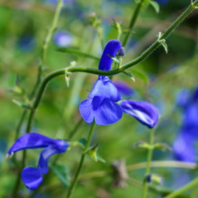 Mexikanischer Salbei - Salvia patens - Willemse
