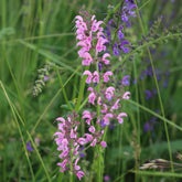 Wiesensalbei Rose Rhapsody - Salvia pratensis Rose Rhapsody (ballet series) - Willemse