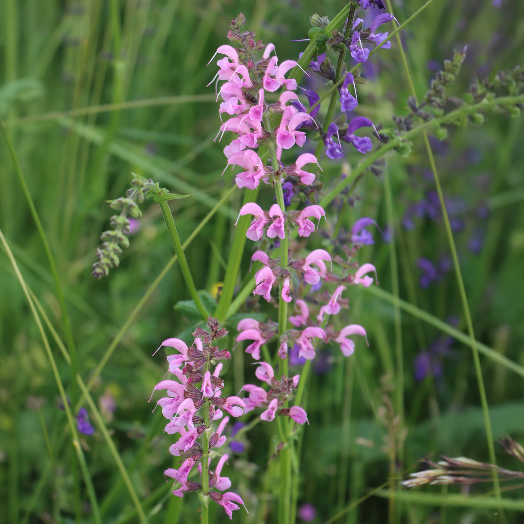 Wiesensalbei Rose Rhapsody - Salvia pratensis Rose Rhapsody (ballet series) - Willemse