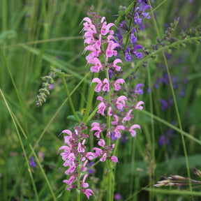 Wiesensalbei Rose Rhapsody - Salvia pratensis Rose Rhapsody (ballet series) - Willemse
