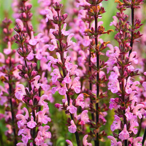 Wiesensalbei Rose Rhapsody - Willemse