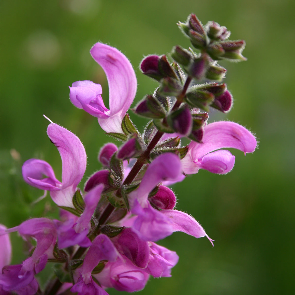 Wiesensalbei Sweet Esmeralda - Willemse