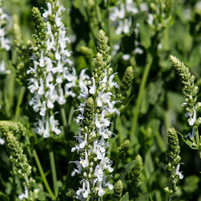 Wiesensalbei Swan Lake - Salvia pratensis swan lake ( ballet series ) - Willemse