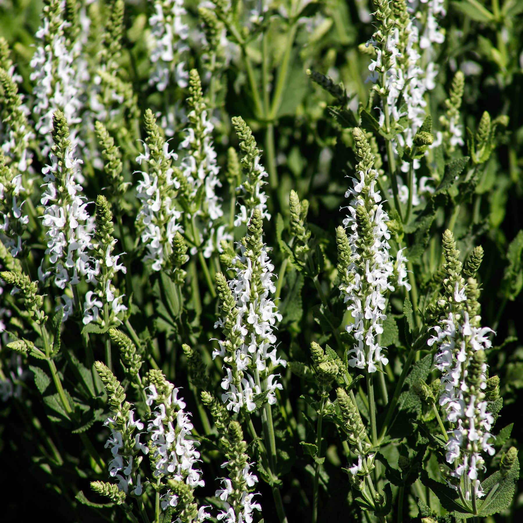 Wiesensalbei Swan Lake - Willemse