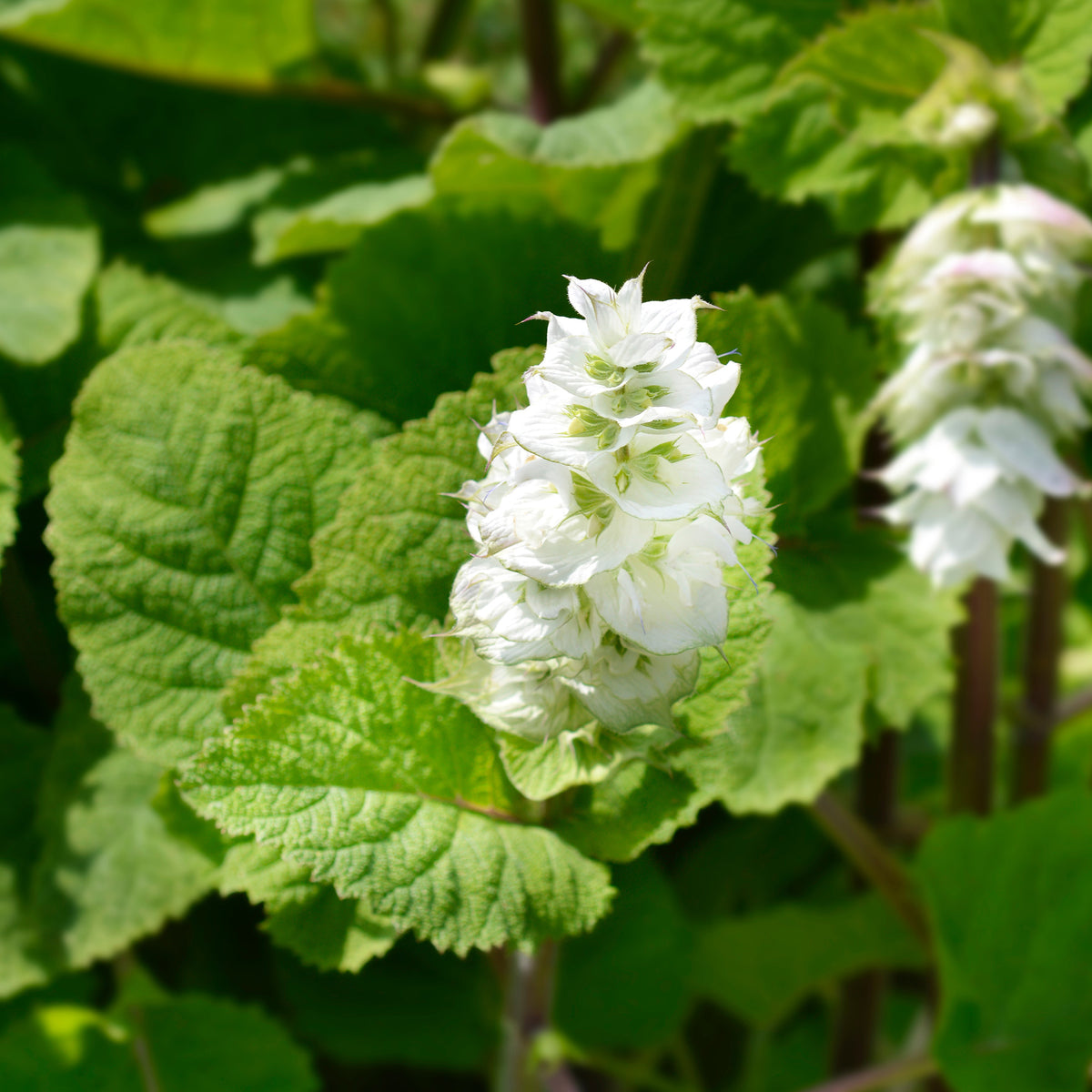 Muskatellersalbei Vatican White - Salvia sclarea vatican white - Willemse