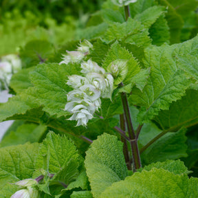 Muskatellersalbei Vatican White - Willemse