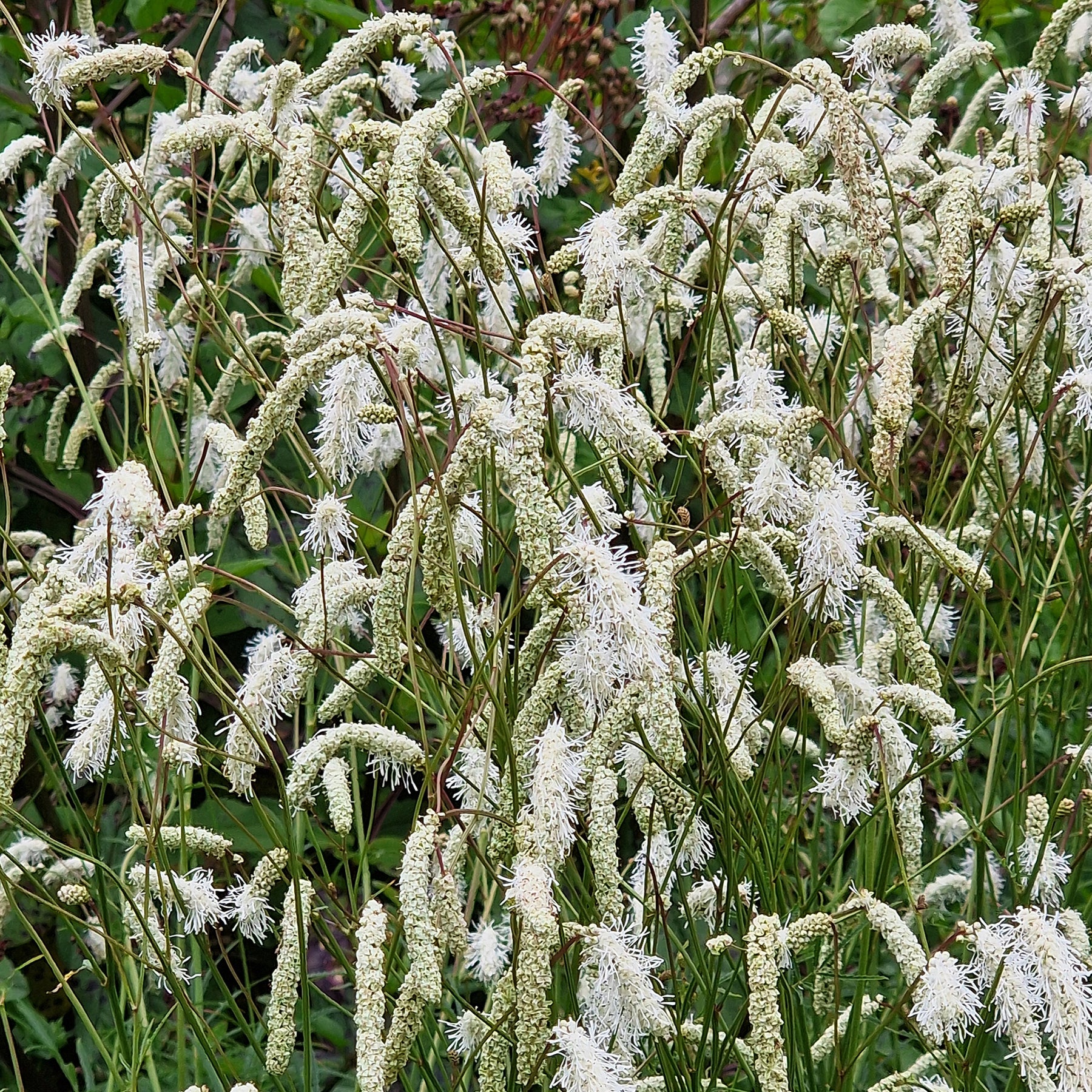 Wiesenknopf Alba - Willemse