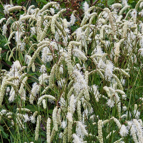 Wiesenknopf Alba - Willemse