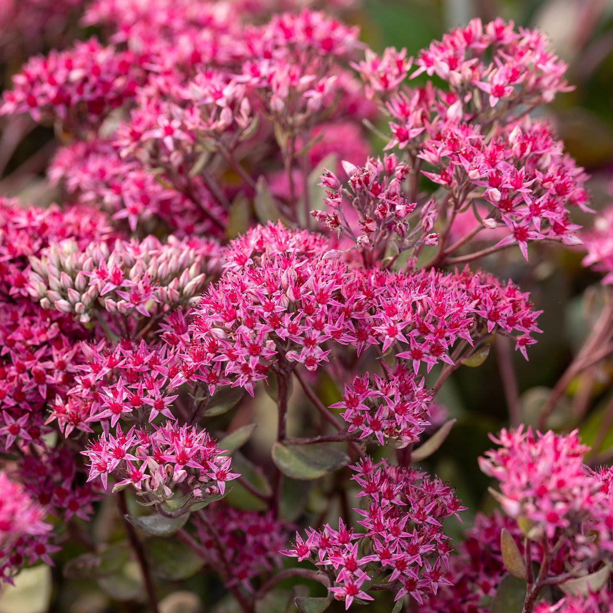 Fettblatt 'Thunderhead' - Sedum thunderhead - Willemse