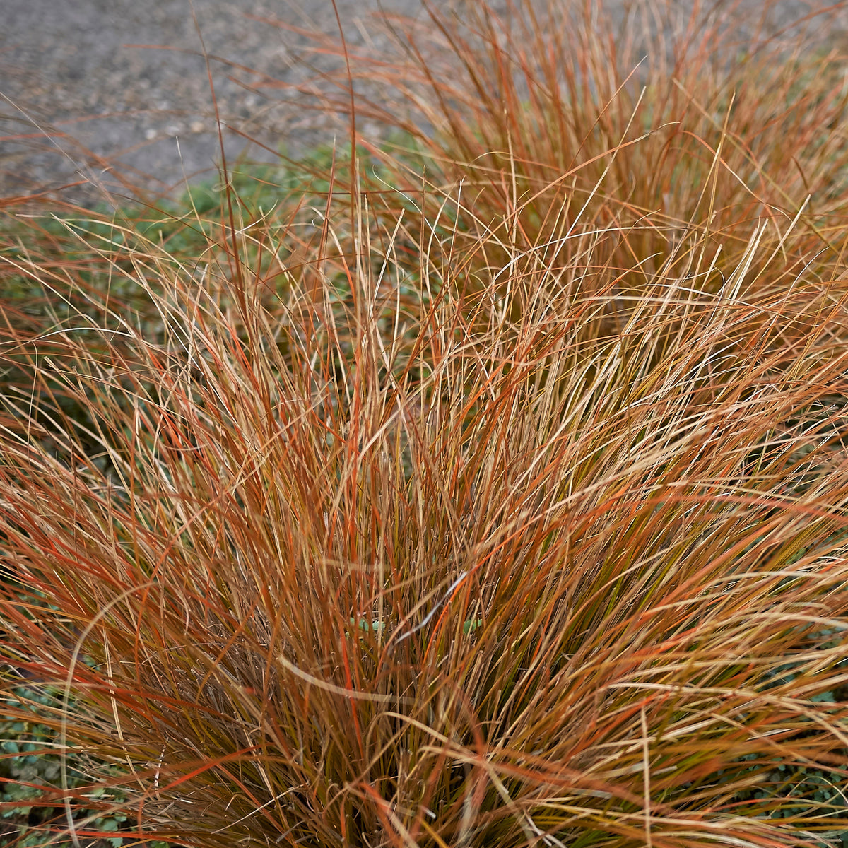 Carex buchananii - Buchanan-Segge - Carex